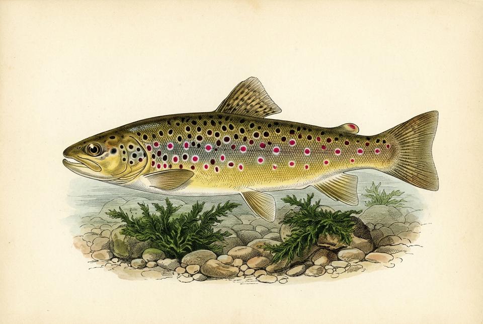 Potočna pastrmka (Salmo trutta) u bistroj planinskoj vodi